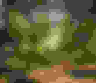 Balade en forêt de Fontainebleau