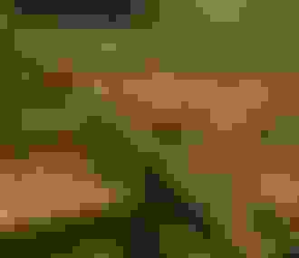 Champignons de Paris