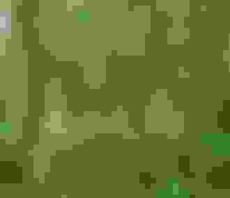 Sentier pédestre dans la Forêt de Rambouillet